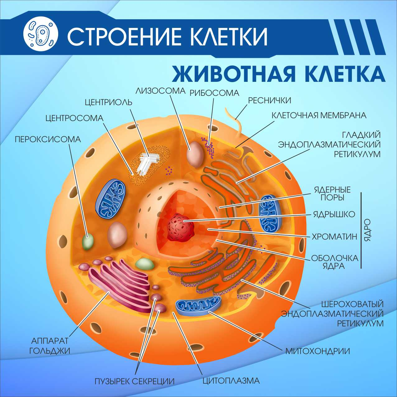 Строение клетки Животная клетка купить в Лысьве